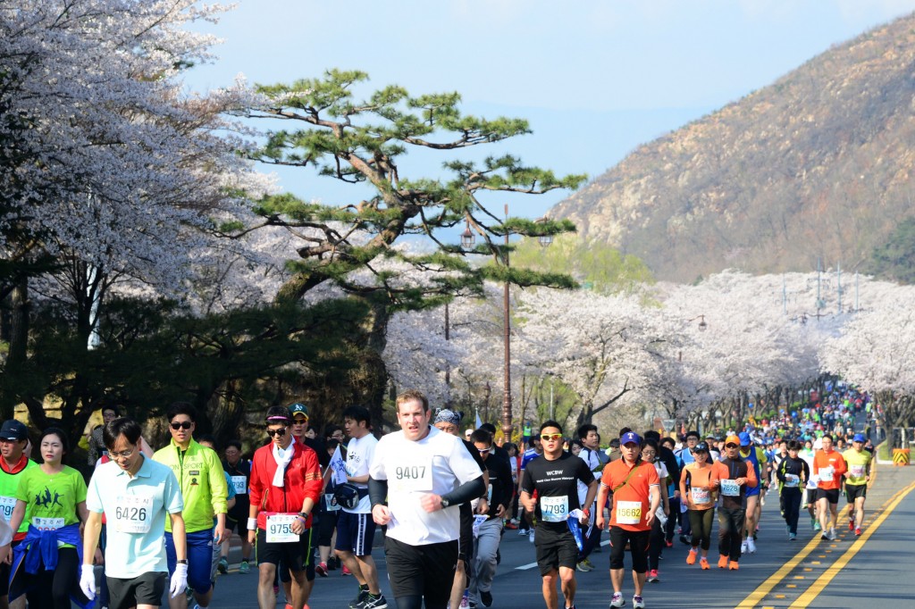 벚꽃마라톤대회 (1)